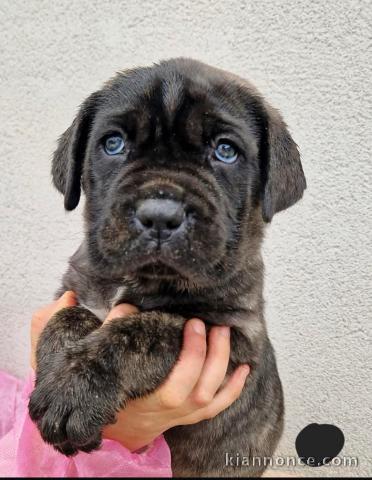 chiot cane corso disponible à partir 