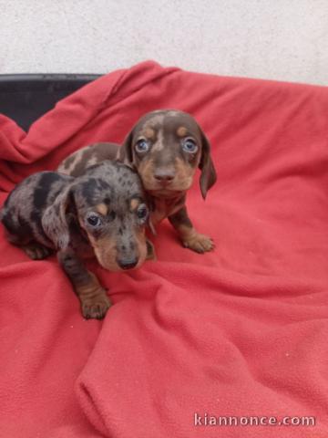 chiot teckel à poil ras disponibles 