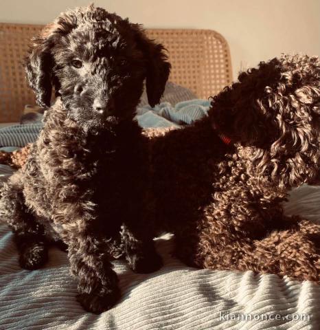 chiot caniche disponible 