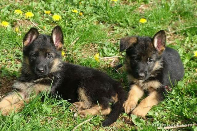 chiot berger allemand a donner 