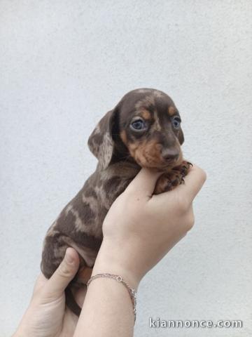 chiot teckel a poil ras disponible 