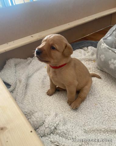 adorable chiot labrador a donner contre bon soins 