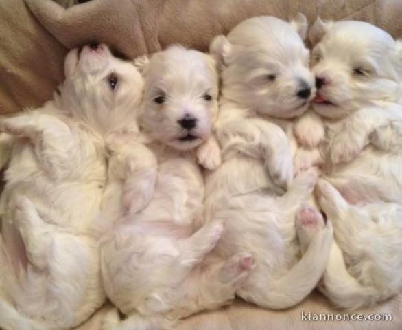 chiot bichon maltais disponible 