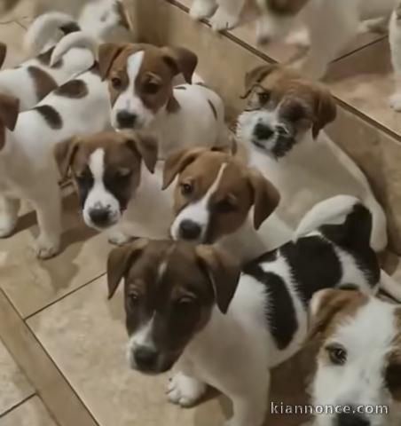 Chiots d’apparence jacks Russell 
