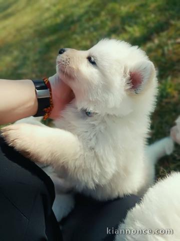 Bébé chiot berger blanc suisse a donner 