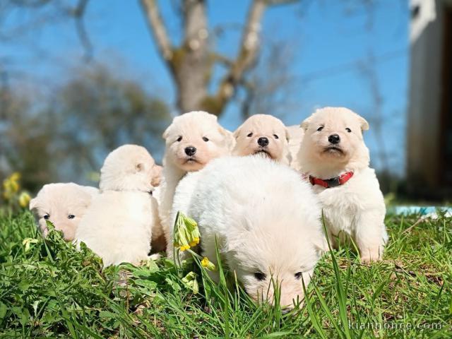 chiot berger blanc suisse lof 