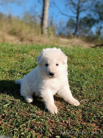Bébé chiot berger blanc suisse a donner 