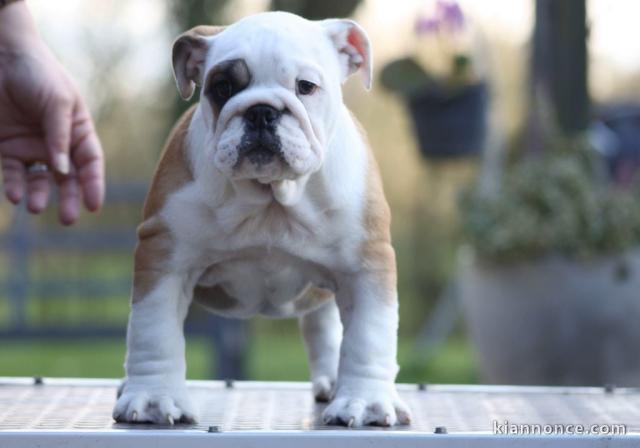 chiot bulldog français mâle a donner urgent 