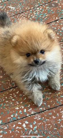 chiot spitz nain a donner 