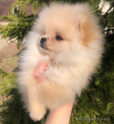 Chiot spitz nain blanc disponible 