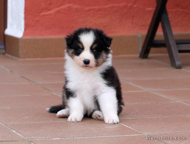 chiot berger australien mâle a donner 