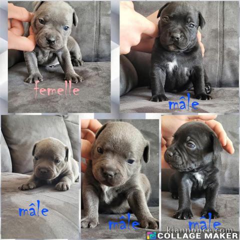 Adorable chiot staffie disponible 