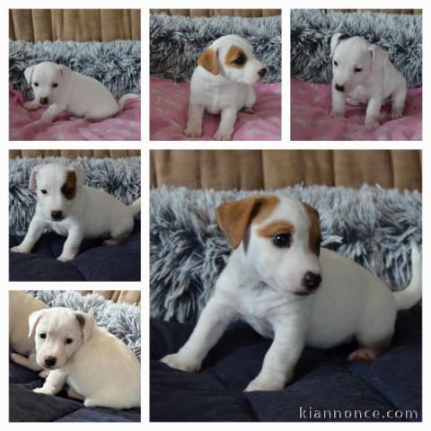 chiot jack Russel a donner 