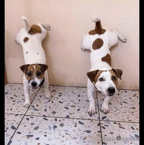 Superbe chiots jacks Russell 