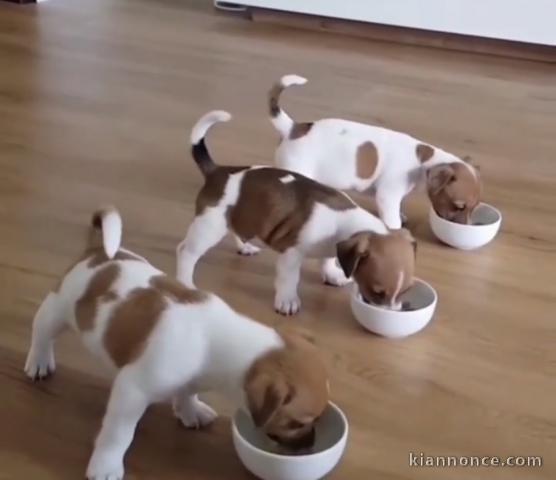Superbe chiots jacks Russell 