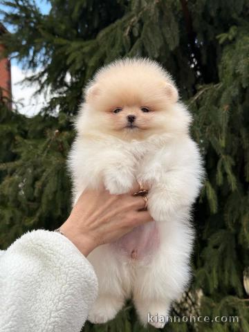 chiot spitz allemand race pure 