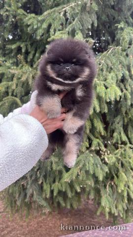 Disponible chiot spitz allemand 