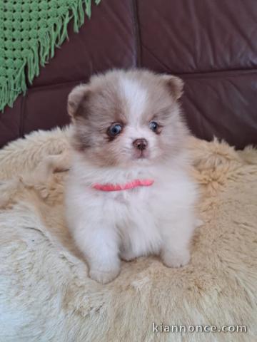 Je donne chiot spitz allemand 