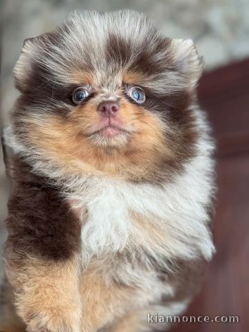 Chiot spitz nain adorable 