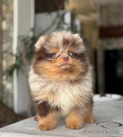 Spitz nain disponible de suite 