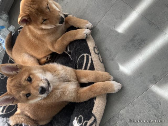 chiot Shiba inu a donner 
