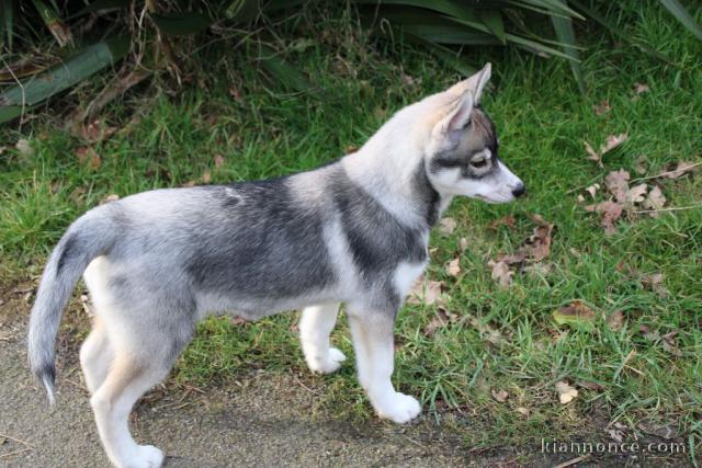 chiot sibérien husky a donner 