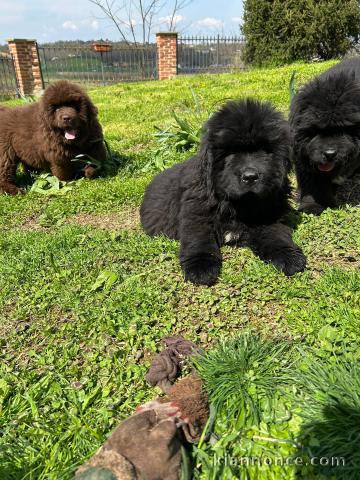 chiot terre neuve disponible pour adoption 