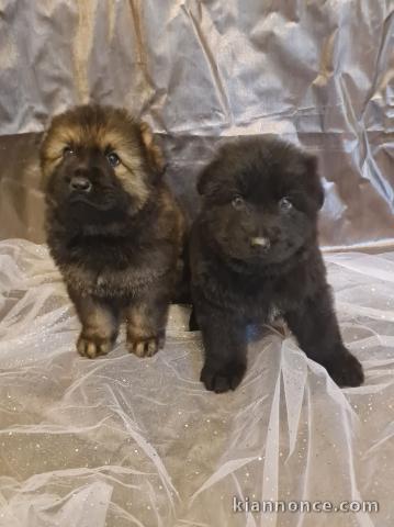 chiot berger allemand à donner femelle et mâle 