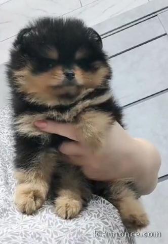 chiot spitz nain disponible 