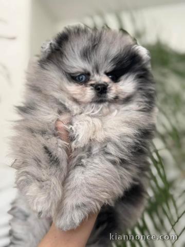chiot spitz nain disponible pour adoption 