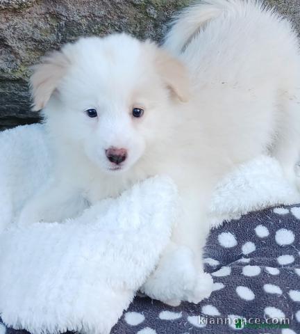 adorable chiot bichon maltais a donner contre bon soins 