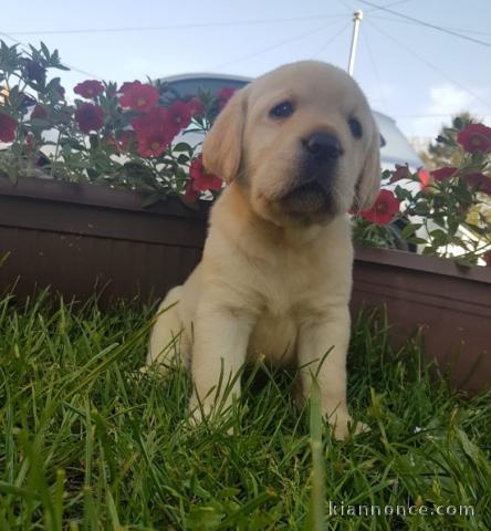Chiots Labrador Retriever