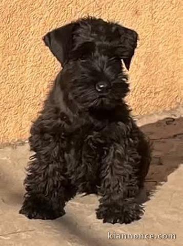 Chiots Schnauzer Miniature Noir