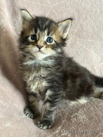 Magnifiques chatons Maine coon LOOF