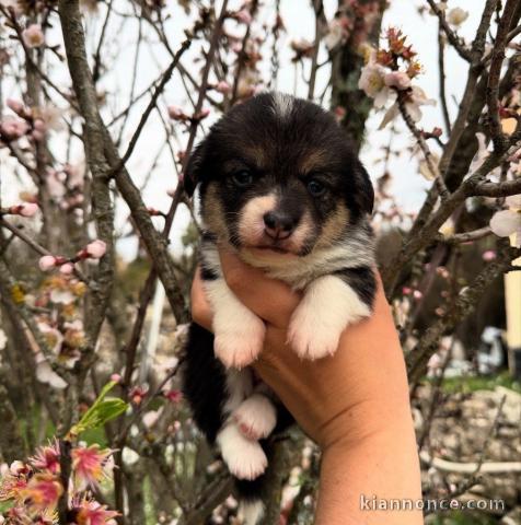 Chiots Welsh Corgi Pembroke a donner femelle 