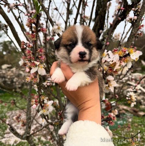 Petit chiot Welsh Corgi Pembroke male a donner 