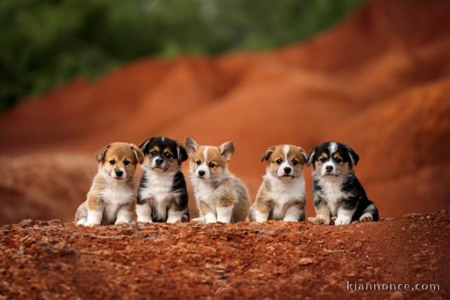 Adoption chiot Welsh Corgi disponible 