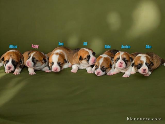 chiot Corgi Pembroke à adopter adorable 