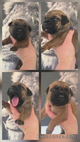 Chiot Cane Corso adorable a donner 