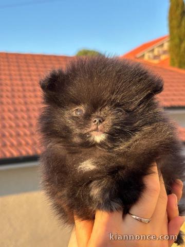 Spitz nain Poméranie adorable à adopter 