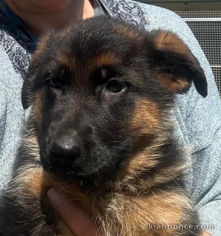 chiot berger allemand disponible pour adoption 