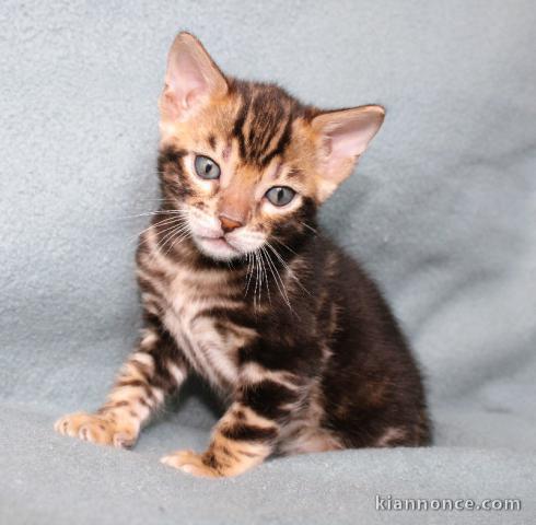 chaton bengal brown et snow