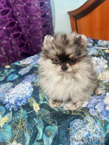 chiot spitz nain Poméranie disponibles 