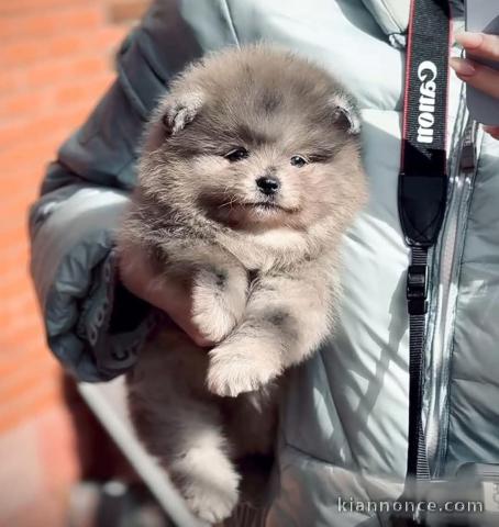 Chiot spitz nain disponible 