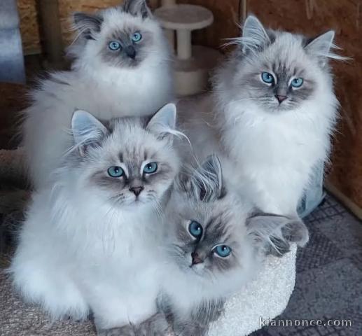 Chaton d’apparence ragdoll 
