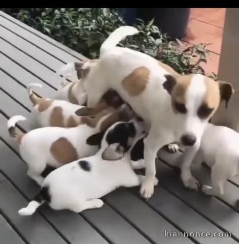 Disponible chiots jacks Russell 