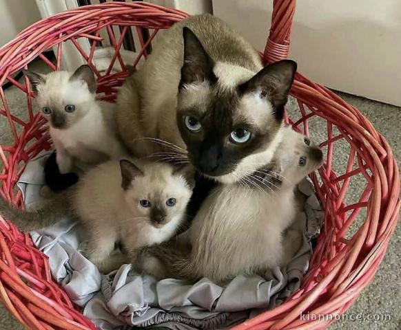 Disponible chaton siamois 