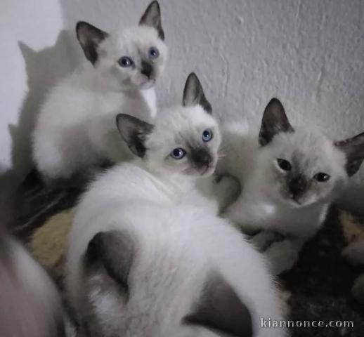 A donner chaton siamois 