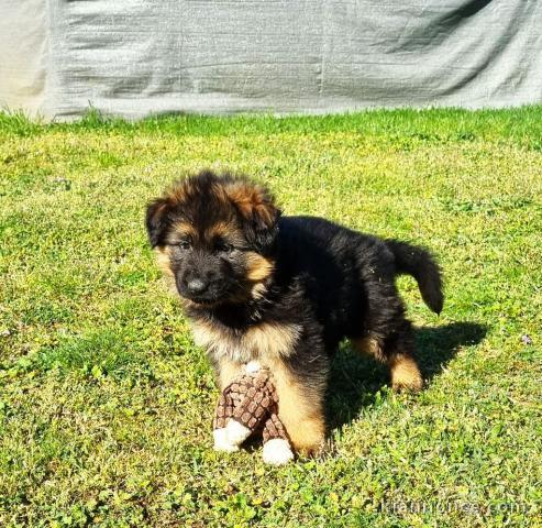 chiot berger allemand mâle a donner 