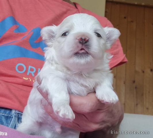 chiot bichon maltais mâle a donner 